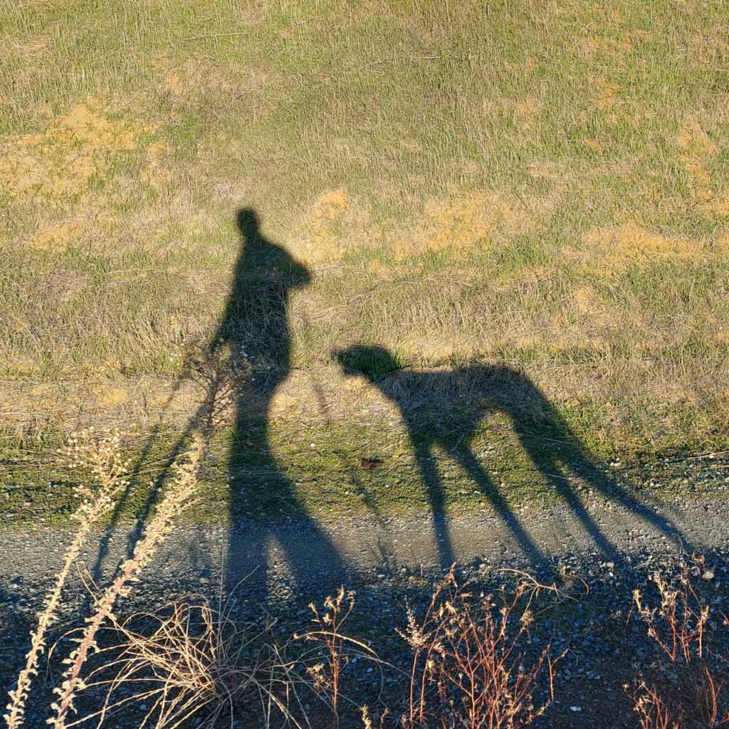 Long shadows of a man and a dog on a hill of sparse grass